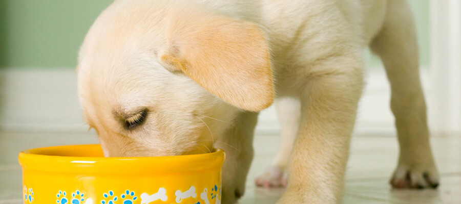 How to Create a Healthy Feeding Schedule for Your Dog: Tips for Optimal Nutrition